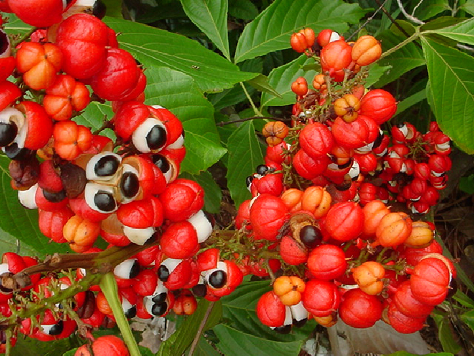 Guaraná AM